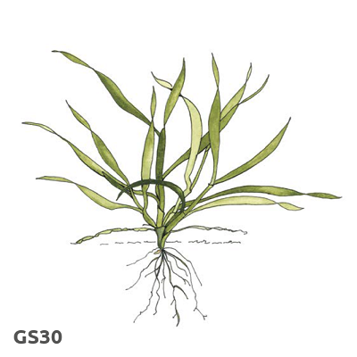 Illustration of cereal growth stage 30